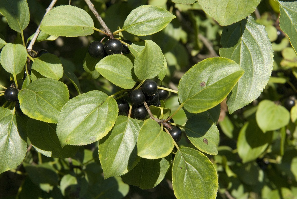 Rhamnus cathartica, Common Buckthorn